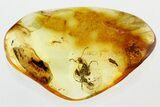 Two Detailed Fossil Ants (Dolichoderinae) In Baltic Amber #346393-1